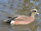 American Wigeon (WWT Slimbridge April 2013) - pic by Nigel Key